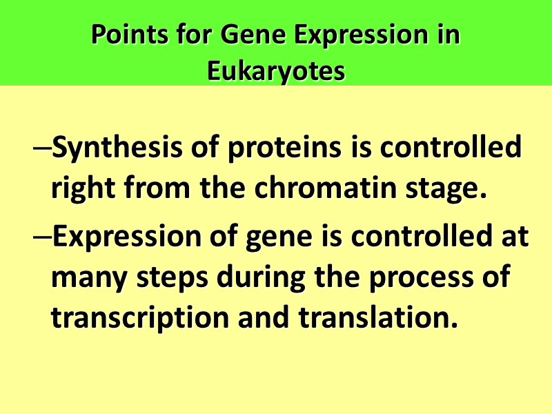 Points for Gene Expression in Eukaryotes  Synthesis of proteins is controlled right from